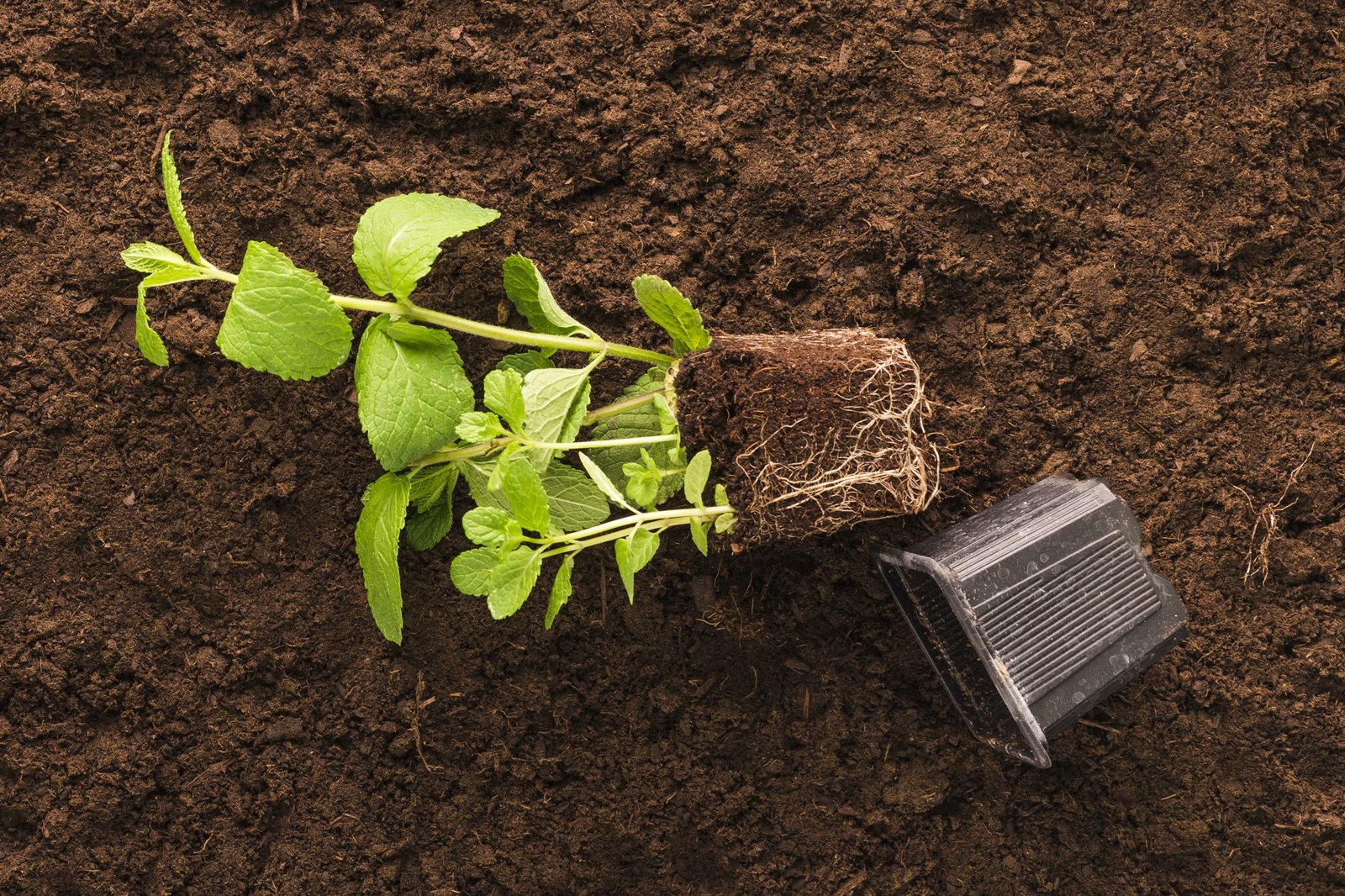 flat-lay-plant-gardening-tools